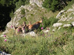 Il Parco nazionale D'Abruzzo