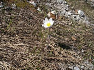 Il Parco nazionale D'Abruzzo