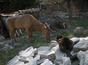 Il Parco nazionale D'Abruzzo