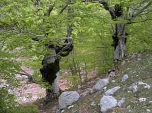 Il Parco nazionale D'Abruzzo